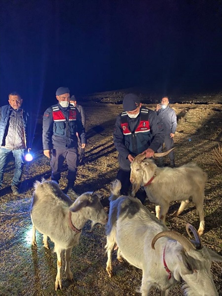 Eskişehir'de Kaybolan Küçükbaş Hayvanları Jandarma Buldu