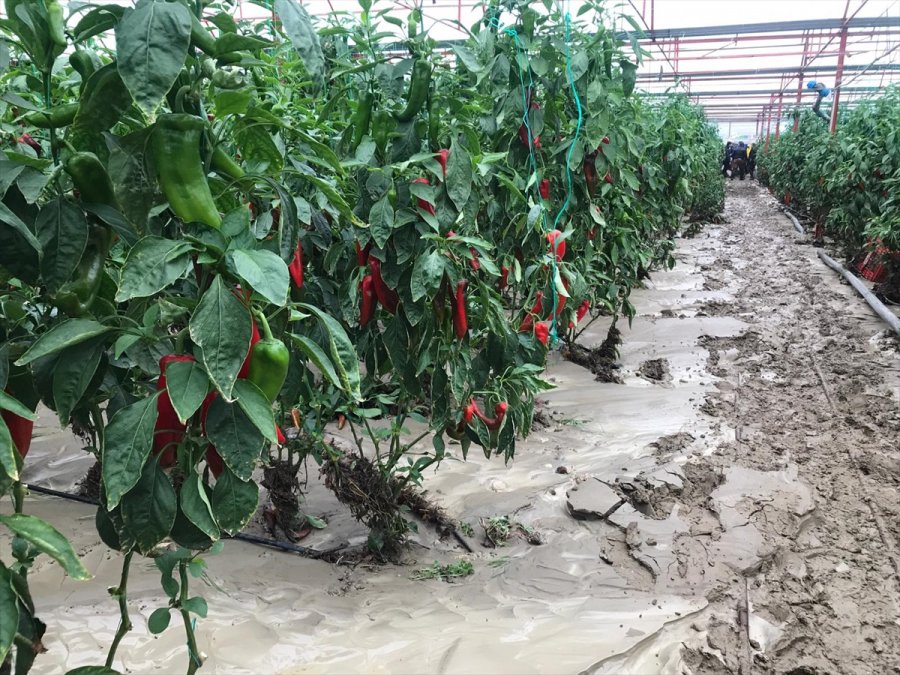 Kuvvetli Sağanak Nedeniyle Kaş'ta 30 Dekar Sera Alanı Zarar Gördü