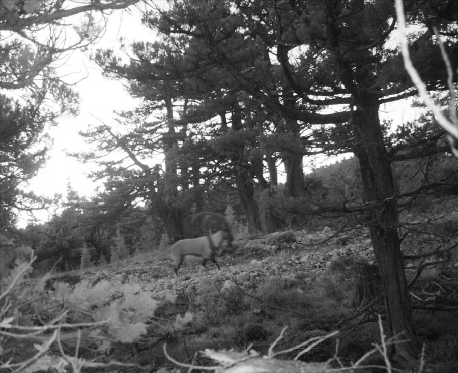 Mersin'de Kaçak Avcılara 31 Bin Lira Ceza Kesildi