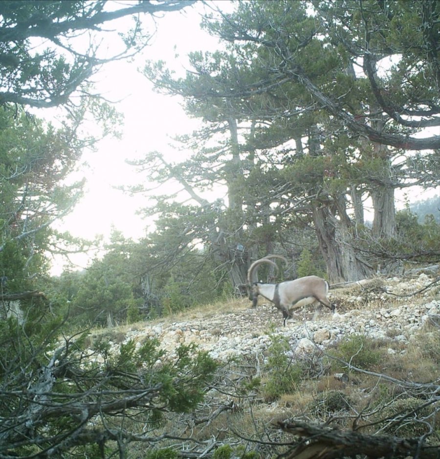 Mersin'de Kaçak Avcılara 31 Bin Lira Ceza Kesildi
