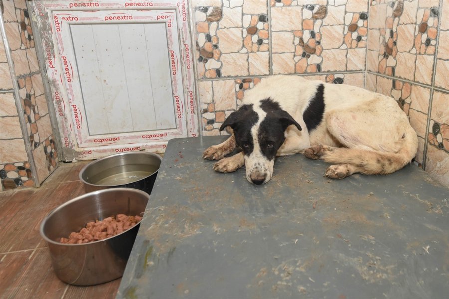 Altındağ'da Yaralı Köpek Tedavi Altına Alındı