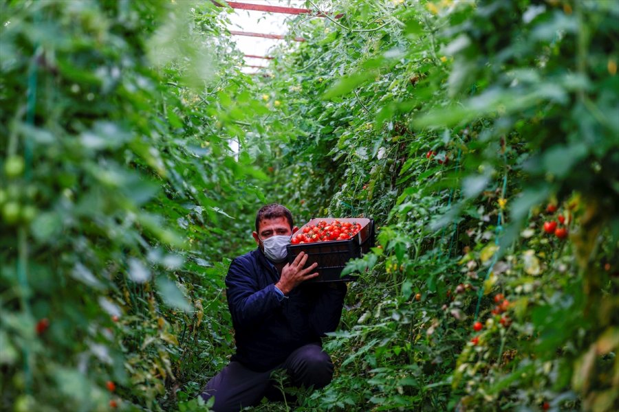 Dijital Tarım Pazarı Üreticinin Yüzünü Güldürdü