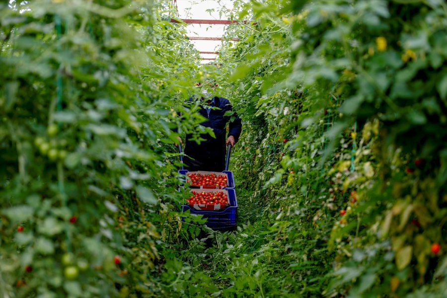 Dijital Tarım Pazarı Üreticinin Yüzünü Güldürdü