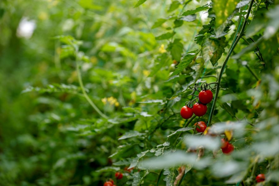 Dijital Tarım Pazarı Üreticinin Yüzünü Güldürdü