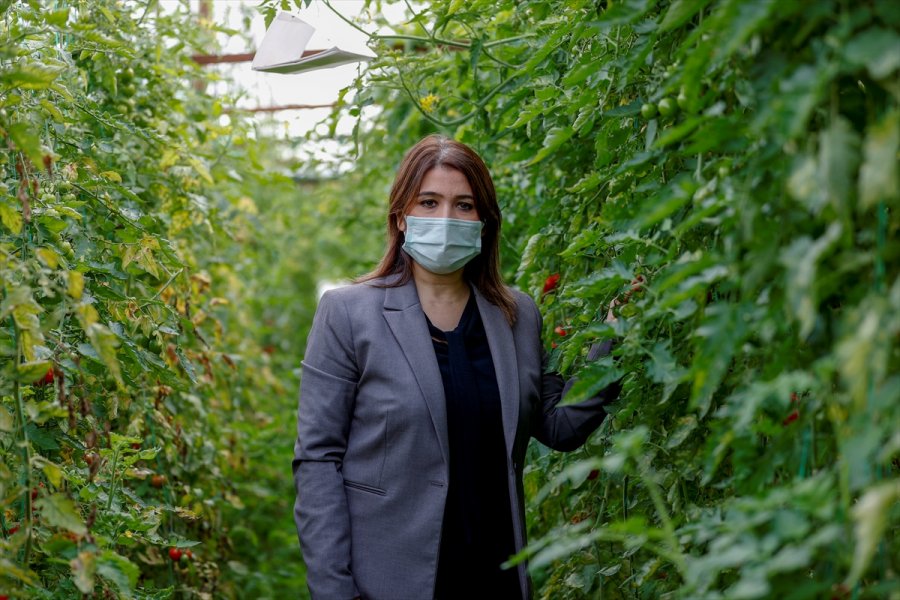 Dijital Tarım Pazarı Üreticinin Yüzünü Güldürdü