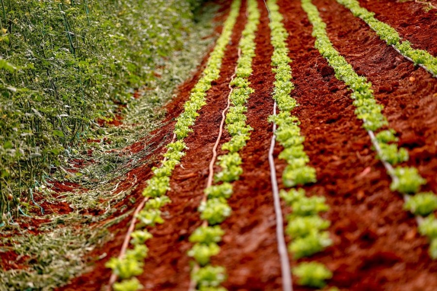 Dijital Tarım Pazarı Üreticinin Yüzünü Güldürdü