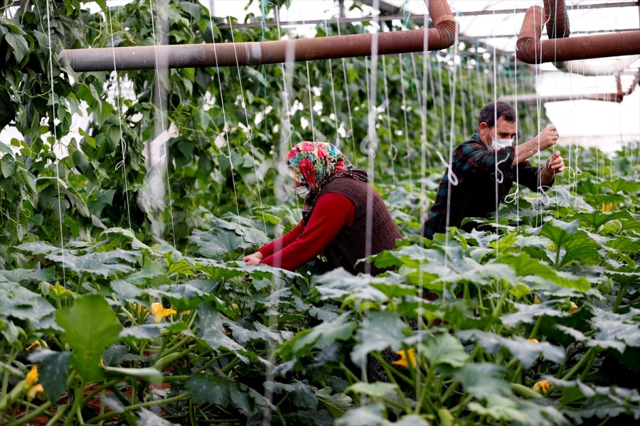 Dijital Tarım Pazarı Üreticinin Yüzünü Güldürdü