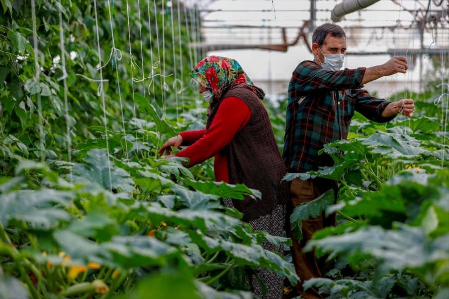 Dijital Tarım Pazarı Üreticinin Yüzünü Güldürdü