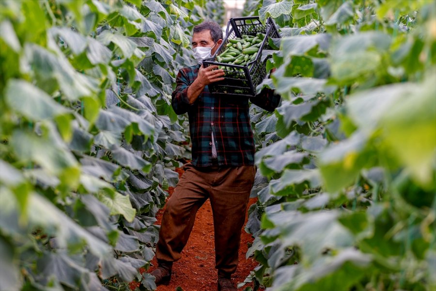 Dijital Tarım Pazarı Üreticinin Yüzünü Güldürdü