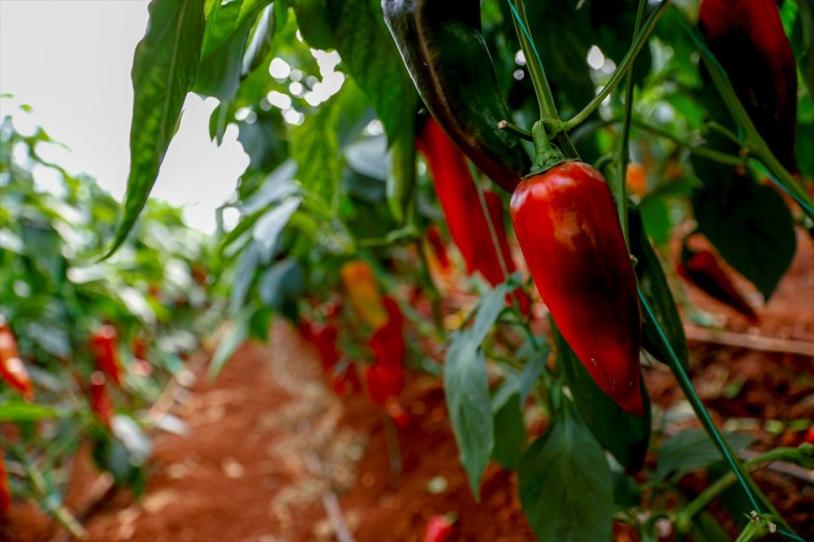 Dijital Tarım Pazarı Üreticinin Yüzünü Güldürdü