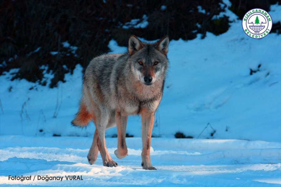 Kızılcahamam'da Düzenlenen Fotoğraf Yarışmasında Dereceye Giren Eser Sahipleri Belirlendi