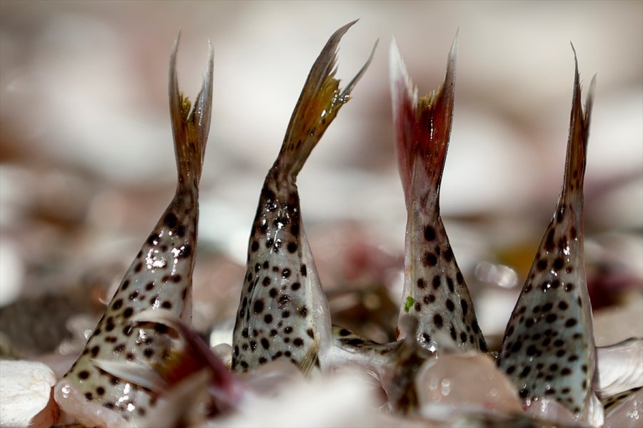 Antalyalı Balıkçılar,