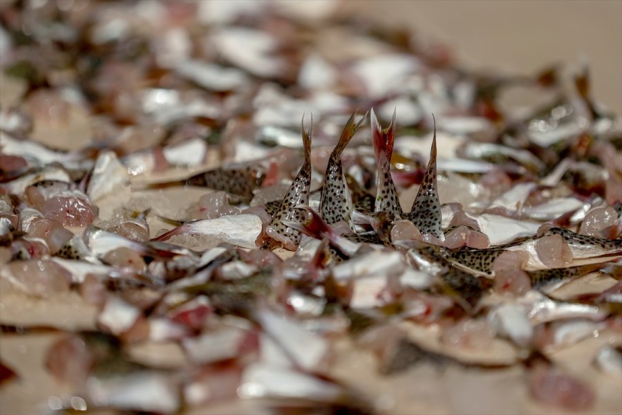 Antalyalı Balıkçılar,