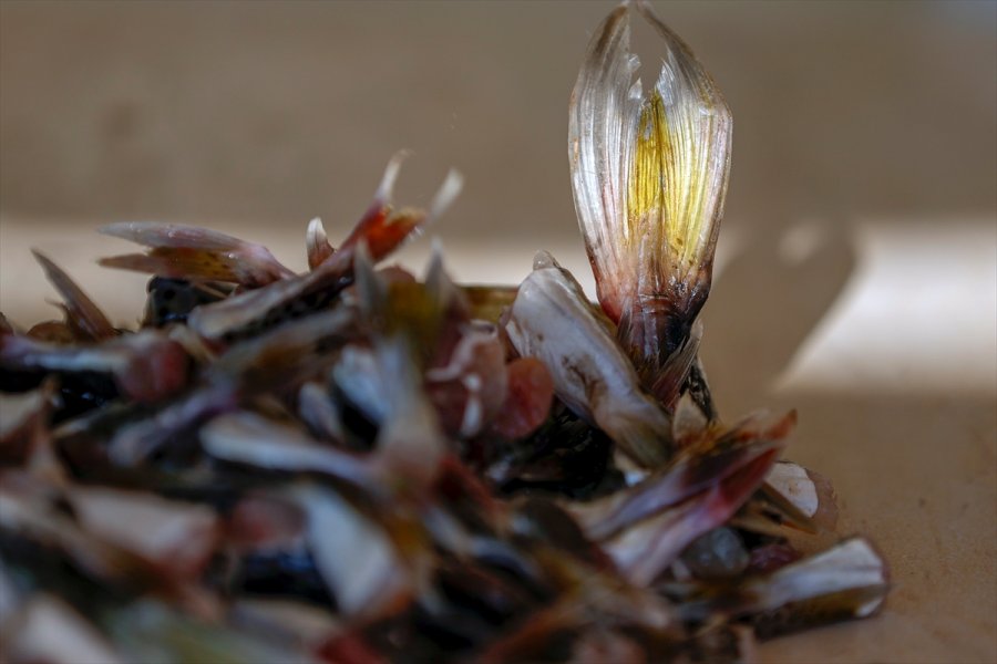 Antalyalı Balıkçılar,