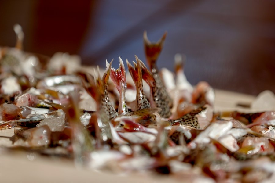 Antalyalı Balıkçılar,