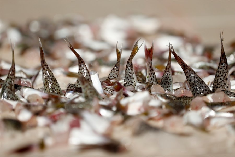 Antalyalı Balıkçılar,