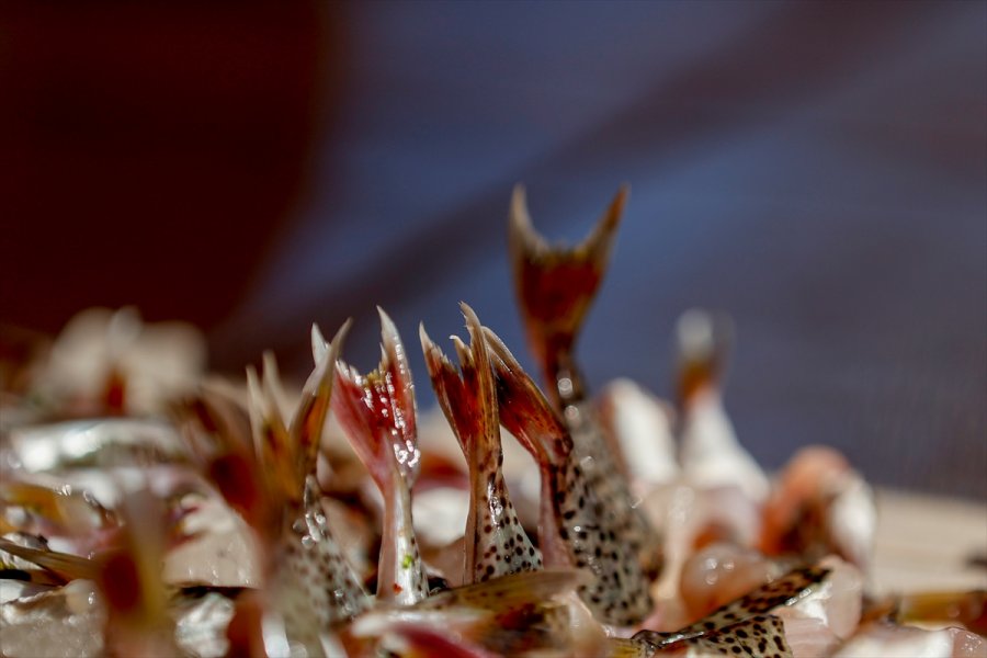 Antalyalı Balıkçılar,