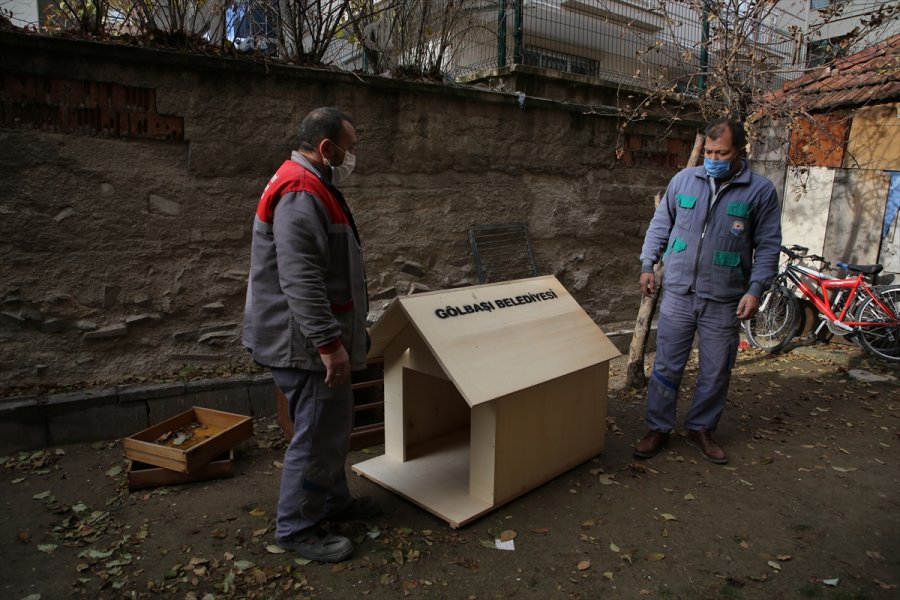 Gölbaşı Belediyesinden Yavru Köpeklere Kulübe Desteği