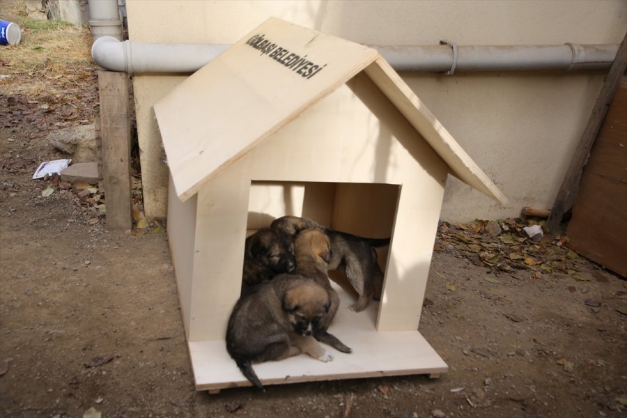 Gölbaşı Belediyesinden Yavru Köpeklere Kulübe Desteği