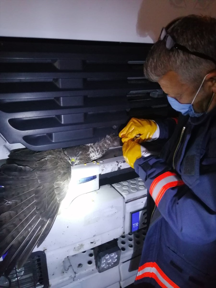 Mersin'de Kamyonun Kupasına Sıkışan Yaralı Şahin Kurtarıldı