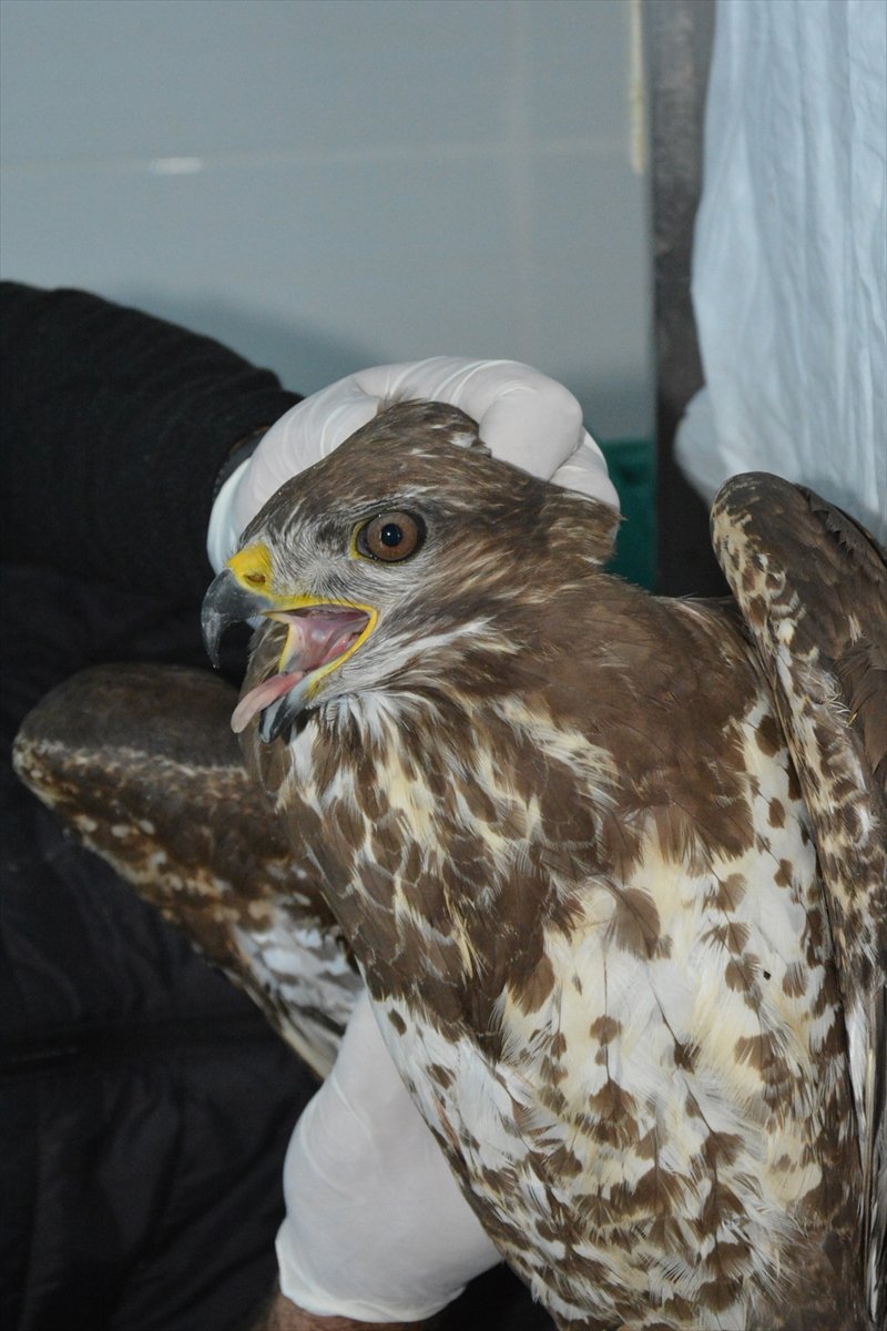 Mersin'de Kamyonun Kupasına Sıkışan Yaralı Şahin Kurtarıldı