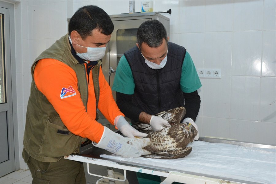 Mersin'de Kamyonun Kupasına Sıkışan Yaralı Şahin Kurtarıldı