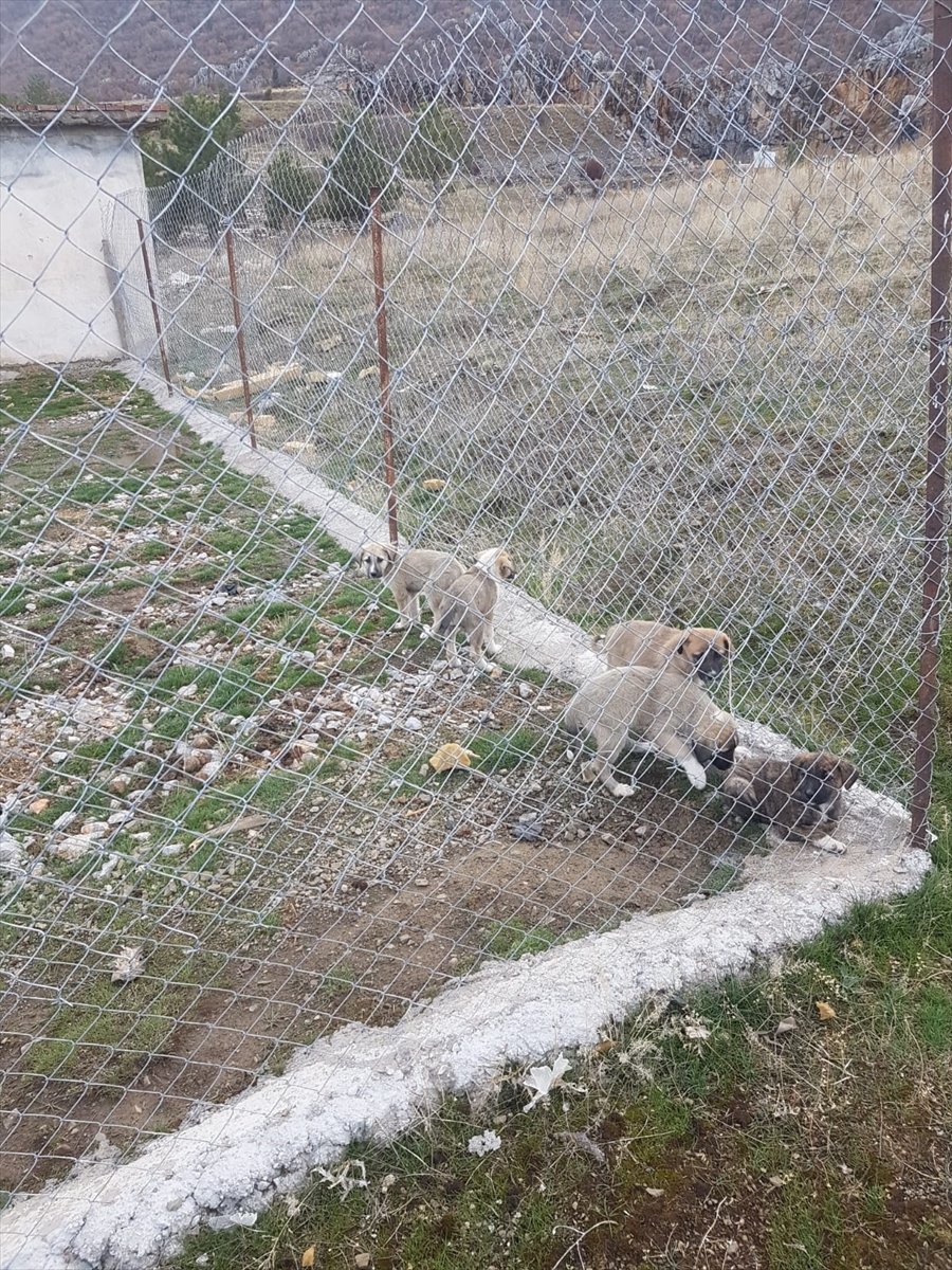 Seydişehir Belediyesi Ekiplerinden Sokak Hayvanları İçin Çalışma