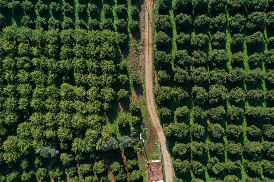 Finike Portakalında Hasat Mesaisi Sürüyor