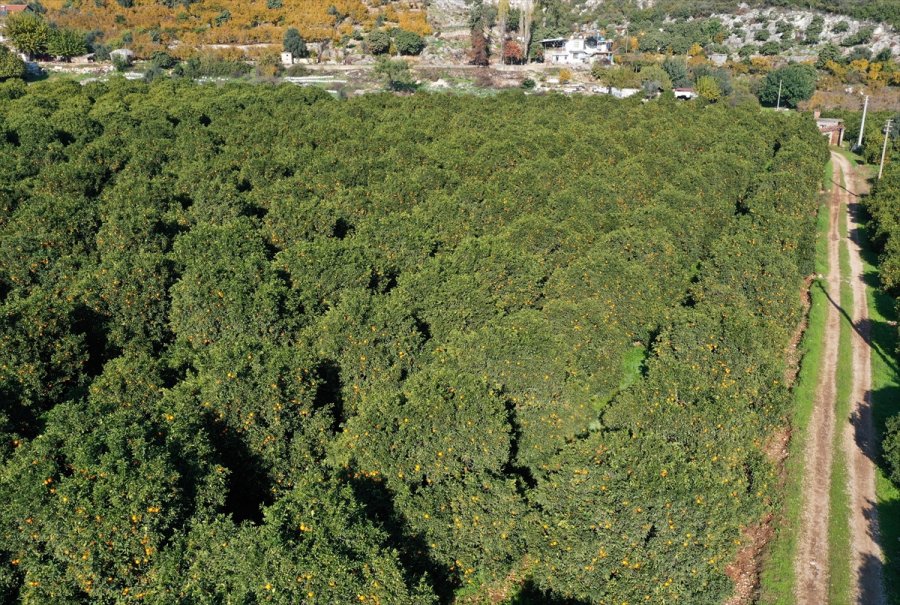Finike Portakalında Hasat Mesaisi Sürüyor