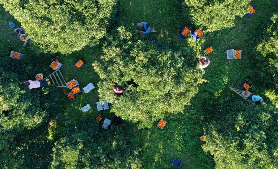 Finike Portakalında Hasat Mesaisi Sürüyor