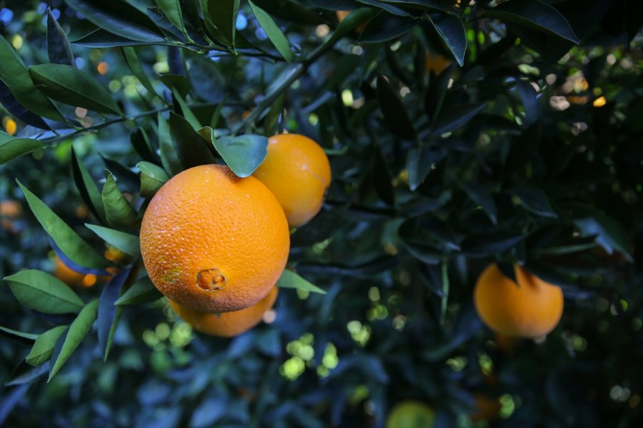 Finike Portakalında Hasat Mesaisi Sürüyor