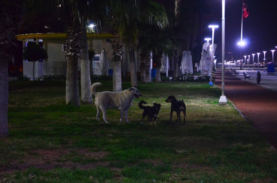 Mersin'de Cadde Ve Sokaklar Sessizliğe Büründü