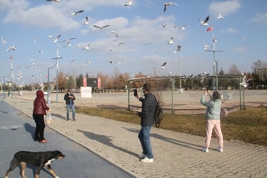 Beyşehir Gölü Kıyıları Yabancı Turistlere Kaldı