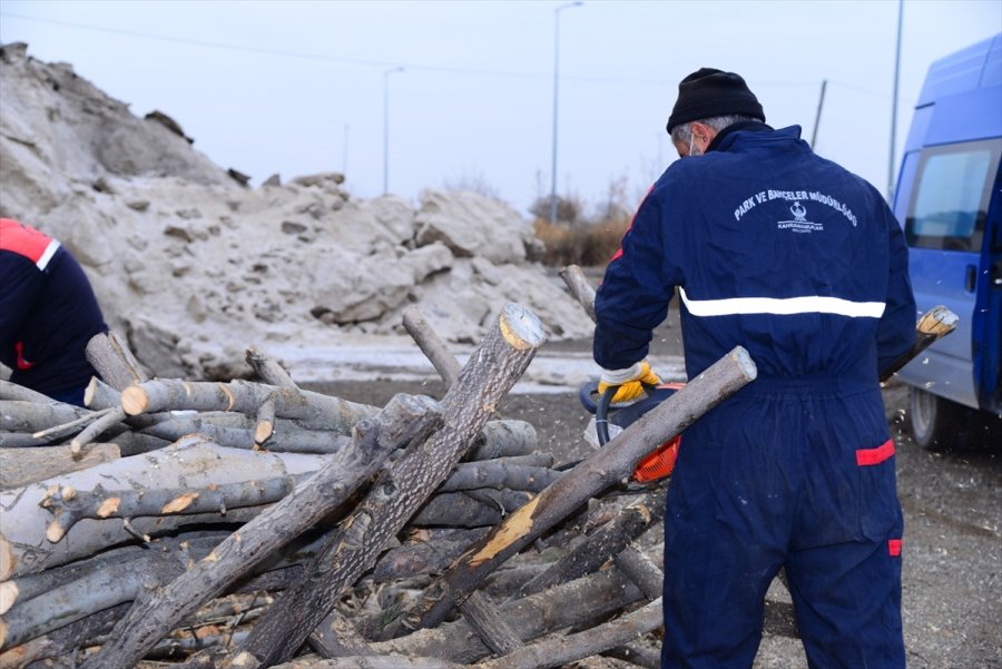 Kahramankazan’da Budanan Ağaçlar İhtiyaç Sahiplerine Dağıtılıyor