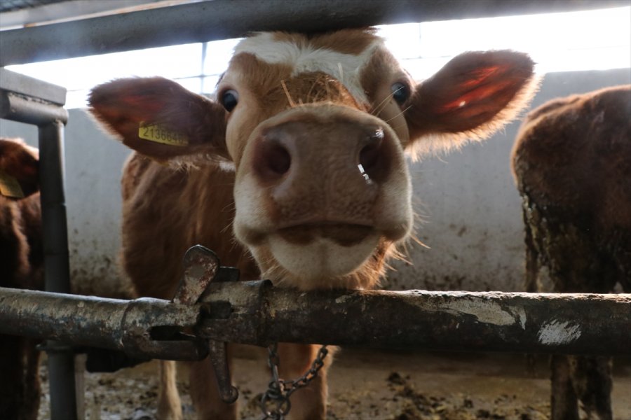 Hayvanları Telef Olan Çiftçiler Devlet Desteğiyle Üretime Devam Ediyor