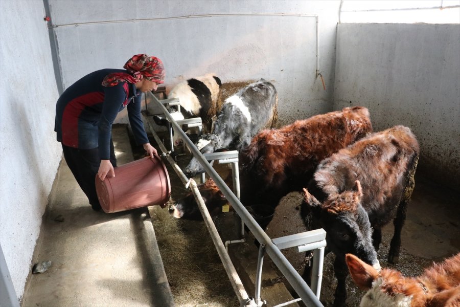 Hayvanları Telef Olan Çiftçiler Devlet Desteğiyle Üretime Devam Ediyor