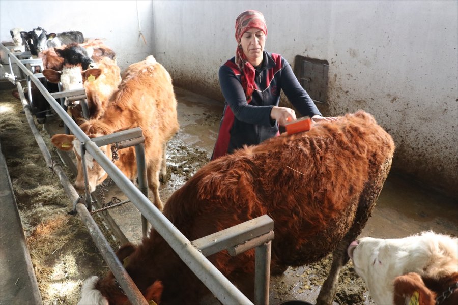 Hayvanları Telef Olan Çiftçiler Devlet Desteğiyle Üretime Devam Ediyor