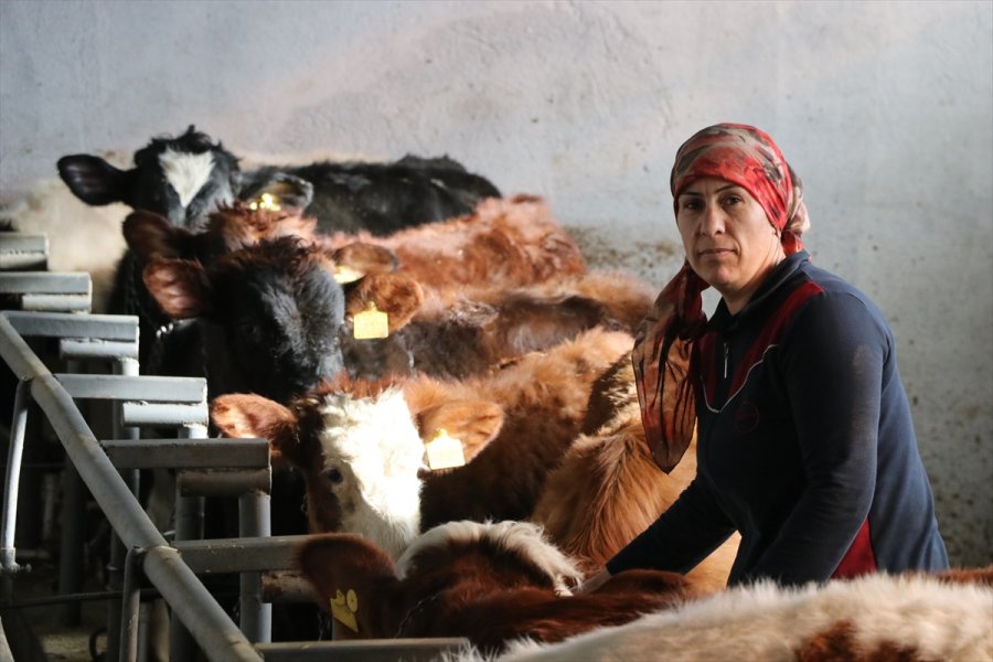 Hayvanları Telef Olan Çiftçiler Devlet Desteğiyle Üretime Devam Ediyor