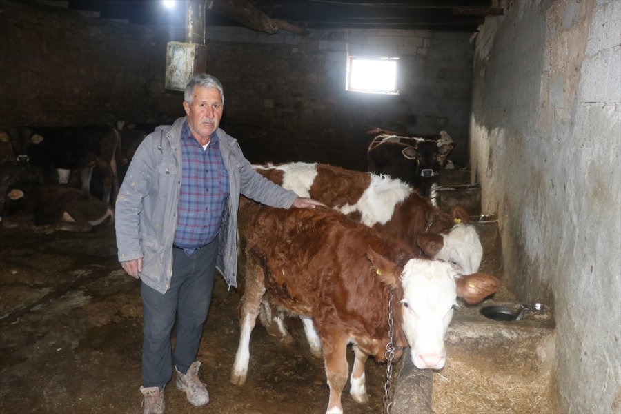 Hayvanları Telef Olan Çiftçiler Devlet Desteğiyle Üretime Devam Ediyor