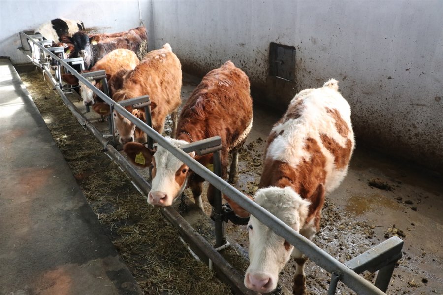 Hayvanları Telef Olan Çiftçiler Devlet Desteğiyle Üretime Devam Ediyor