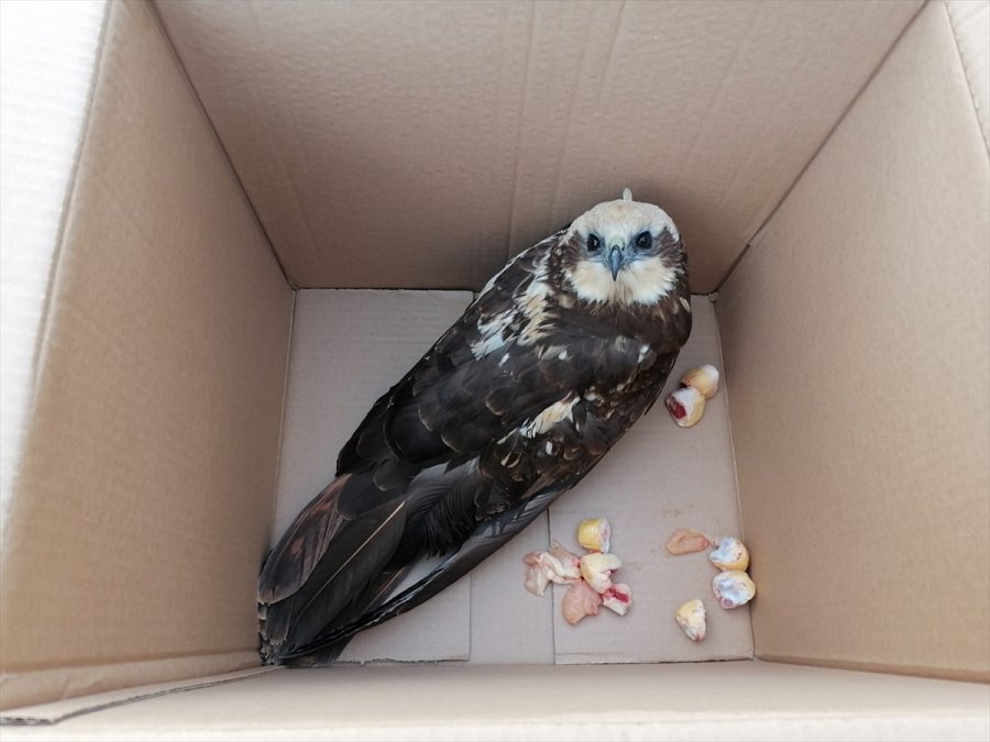 Konya'da Yaralı Bulunan Çöl Şahini Tedavi Altına Alındı