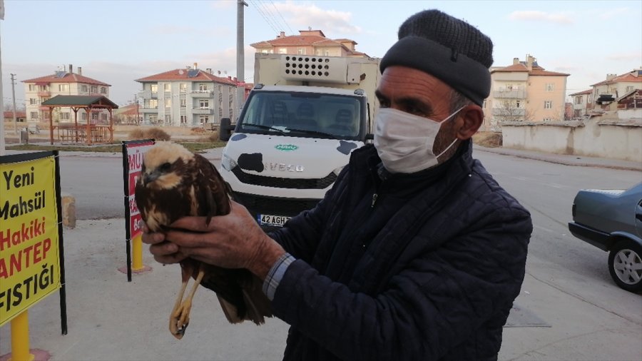 Konya'da Yaralı Bulunan Çöl Şahini Tedavi Altına Alındı
