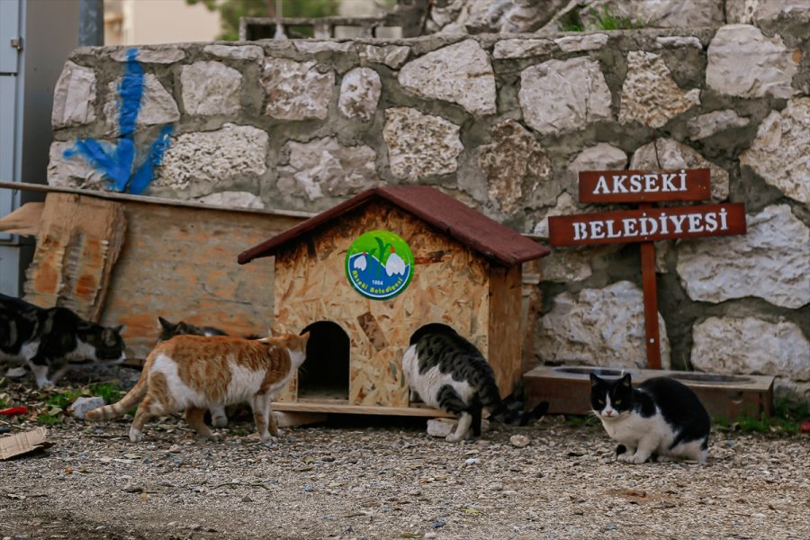 Akseki Belediyesi Sokak Hayvanlarını Unutmadı