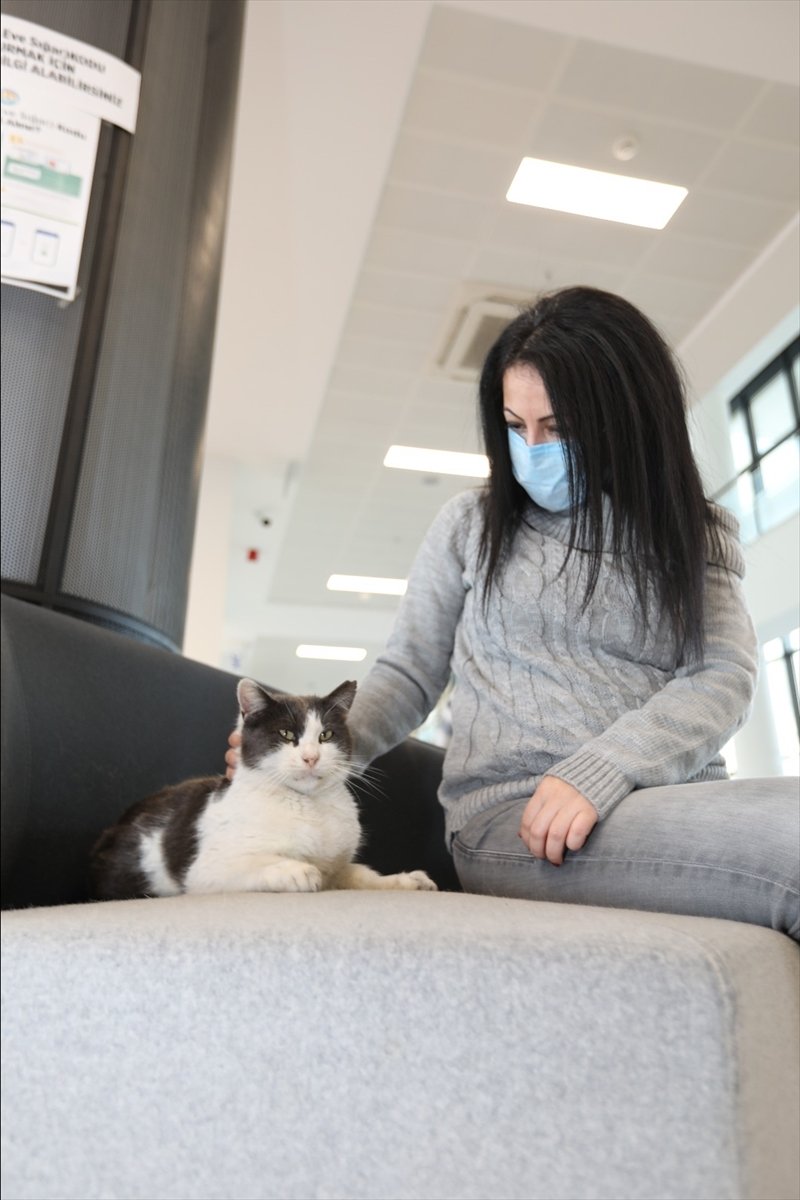 Belediyenin Maskot Kedisi Personelin Neşe Kaynağı Oldu