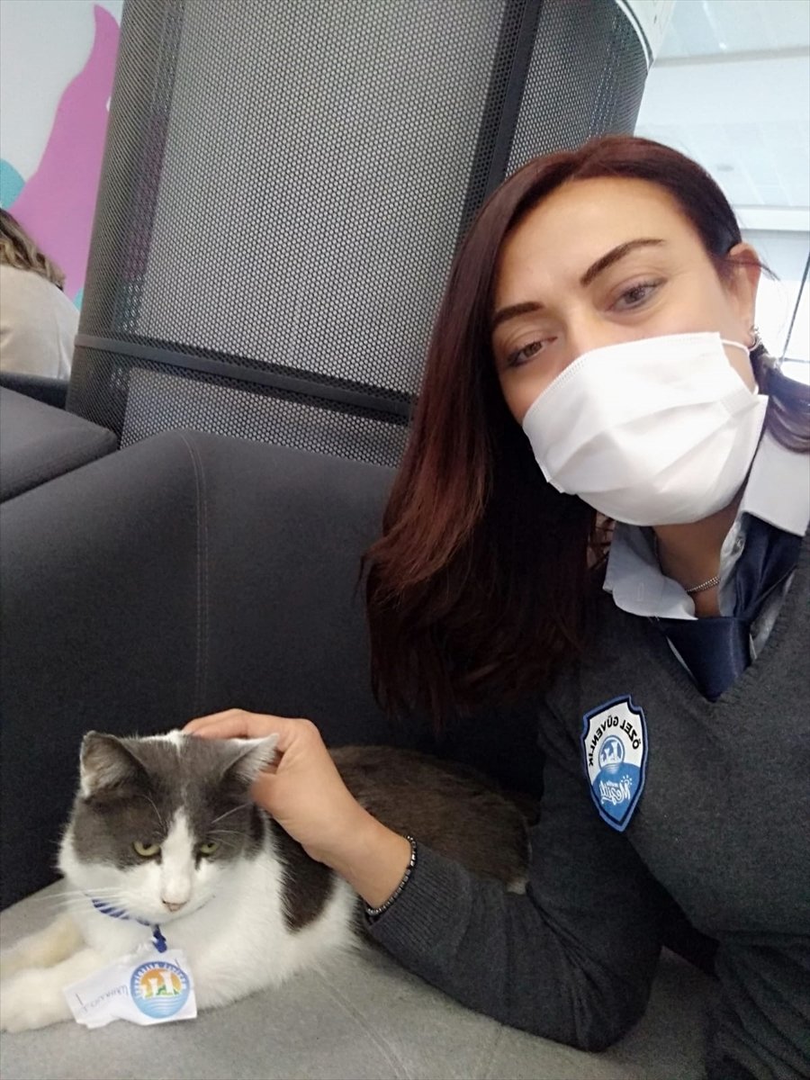 Belediyenin Maskot Kedisi Personelin Neşe Kaynağı Oldu