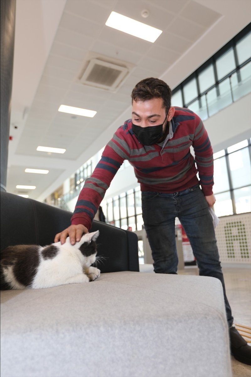 Belediyenin Maskot Kedisi Personelin Neşe Kaynağı Oldu