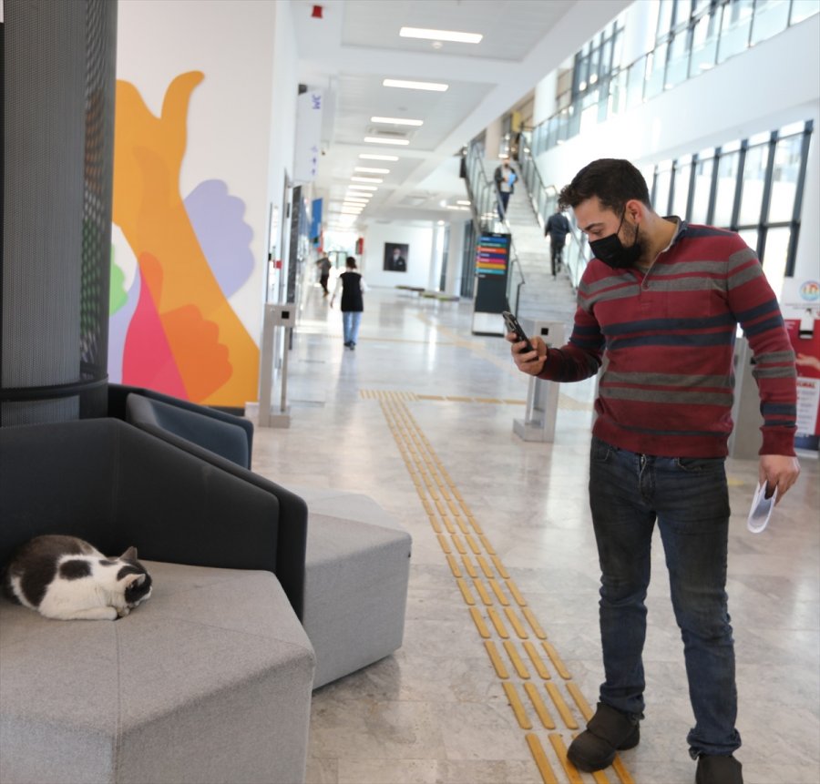 Belediyenin Maskot Kedisi Personelin Neşe Kaynağı Oldu