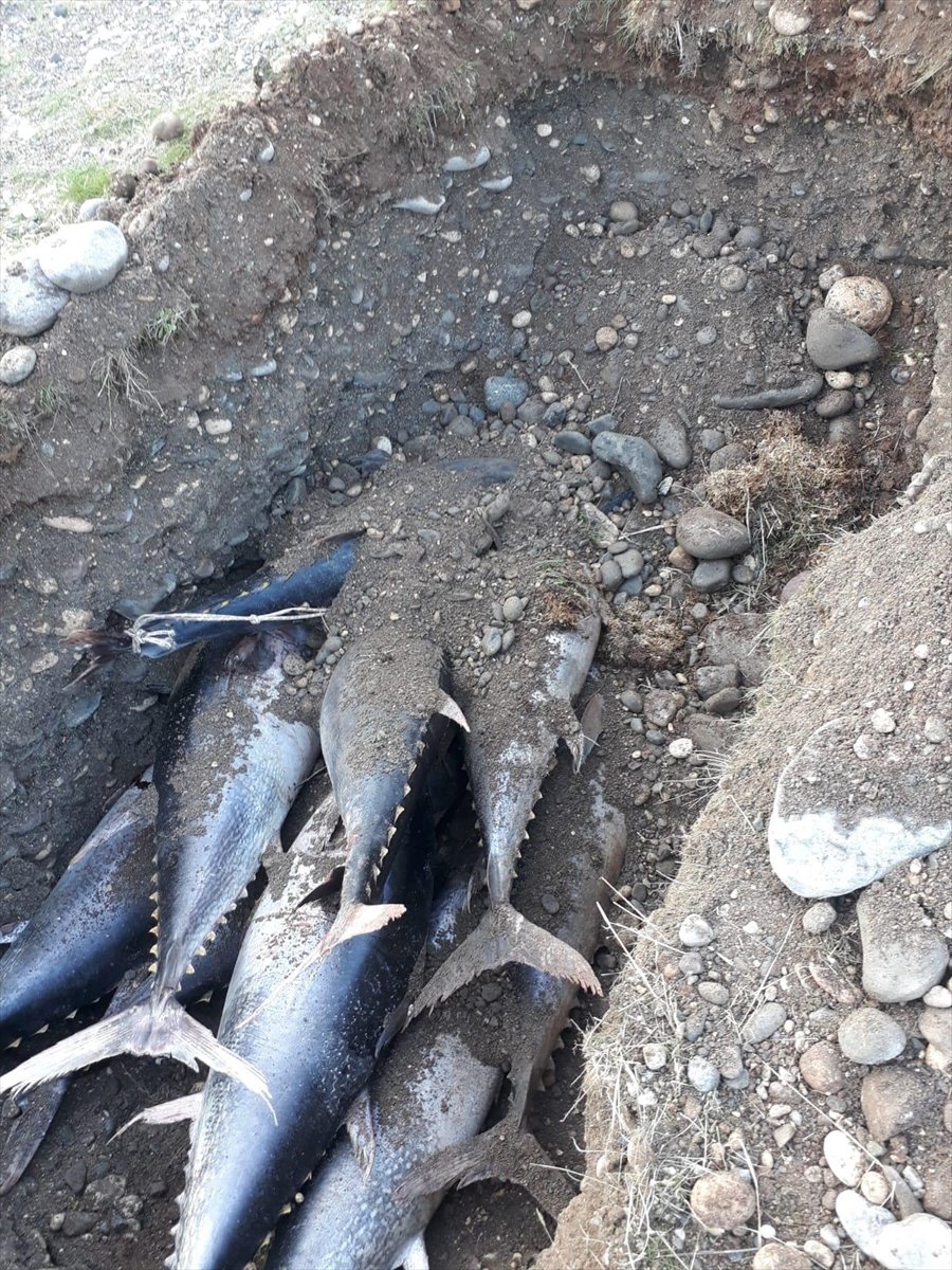 Kayıt Dışı Avlanan Bir Ton Orkinosa El Konuldu