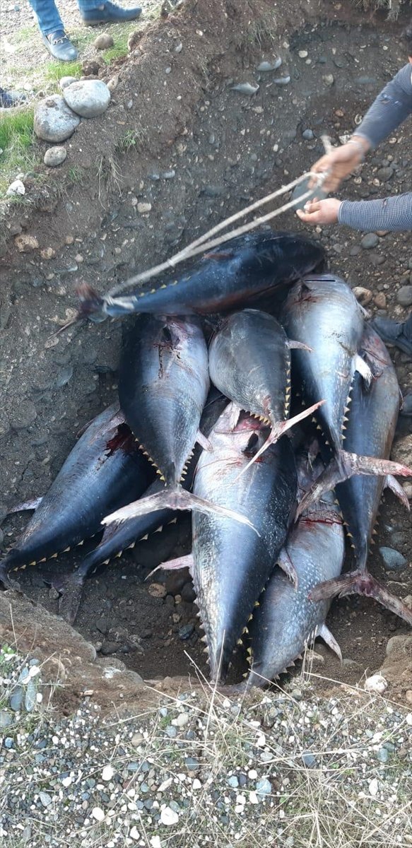 Kayıt Dışı Avlanan Bir Ton Orkinosa El Konuldu