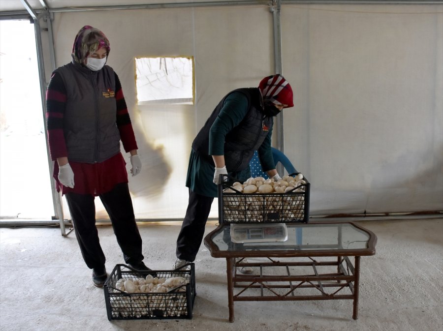 Aksaray Modern Seralarda Yetiştirilen Mantarcılıkta Markalaşmak İstiyor